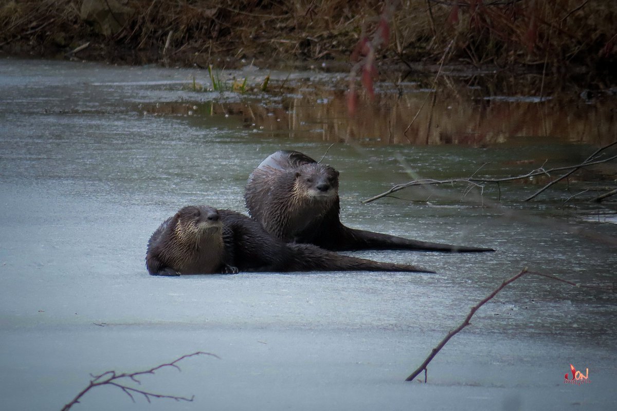 Here's a mammal addition to the
#WorldWetlandDay

Mink, Beavers, Muskrat, River Otters

#Ontario #Canada #wetlands #WetlandsDay