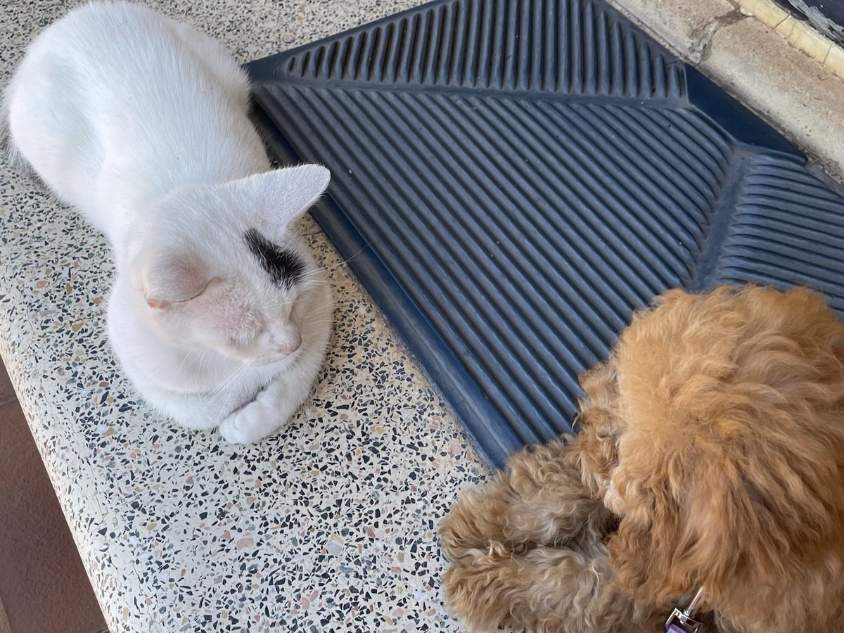 half_straycat's tweet photo. Cat-dog summit meeting 🐱 🇦🇺 🐶 🖋️
#Confidentialmeeting #Importantmatters #Aboutfood #cat #catlife #halfstraycat #whitecat #lovelycat #pawpads #catoftheday https://t.co/kqkZKYE3An