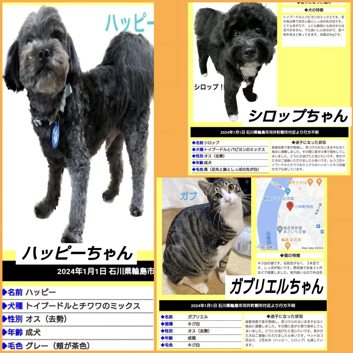 ⚠️能登半島地震⚠️
【再掲】石川県輪島市河井町朝市付近
🐶😺ちゃん探されてます
見つかりますように🍀

🐶ハッピーちゃん♂
🐶シロップちゃん♂
😺ガブリエルちゃん♂

地震から1ヶ月が経ちました。
１人でも多くの子が早く保護され
ご家族様と🏡再会できますように🍀