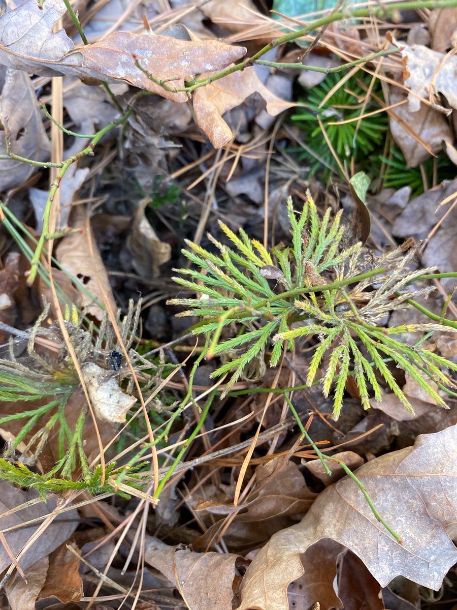 nadjacech's tweet image. Inspiring February afternoon collecting #botanical #naturalproducts samples with #cechlab  

so grateful to spend time In beautiful places with brilliant scientists!