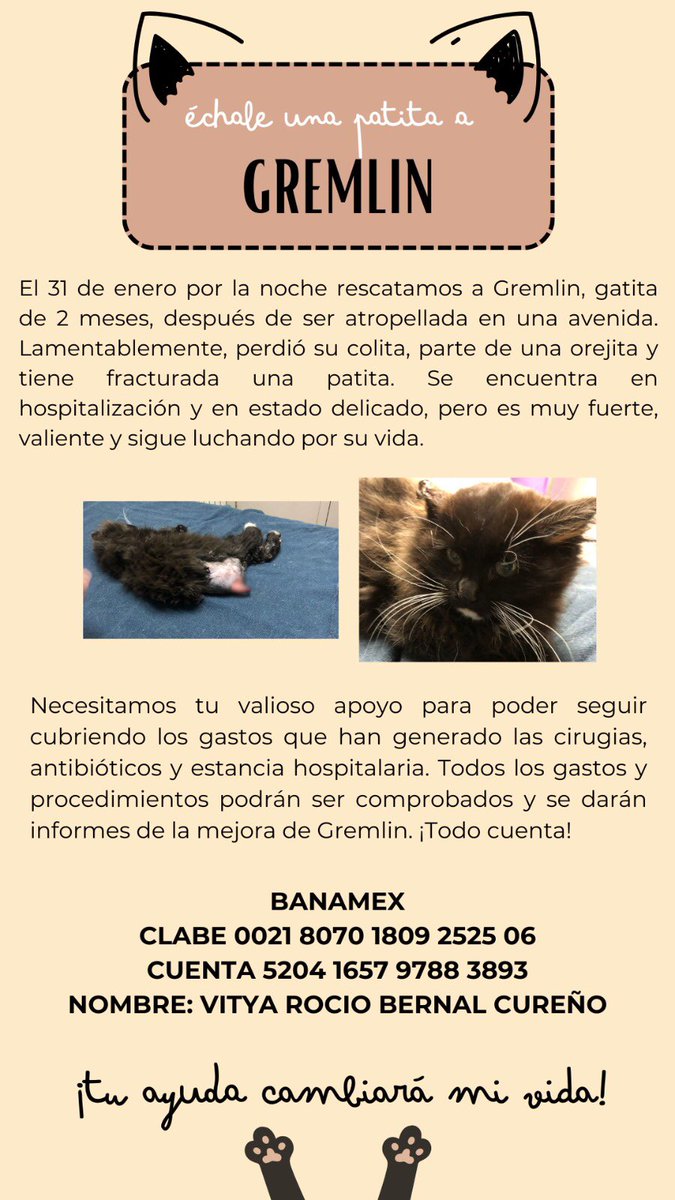funneloflove00's tweet photo. @gatitosasalvo @RescateAnimal POR FAVOR 🙏🏻 AYÚDENME A PROMOVER ¡SE COMPROBARÁN GASTOS Y PRUEBAS DEL CASO! 
TEL: 5573710031 https://t.co/Agsq1hY6W0
