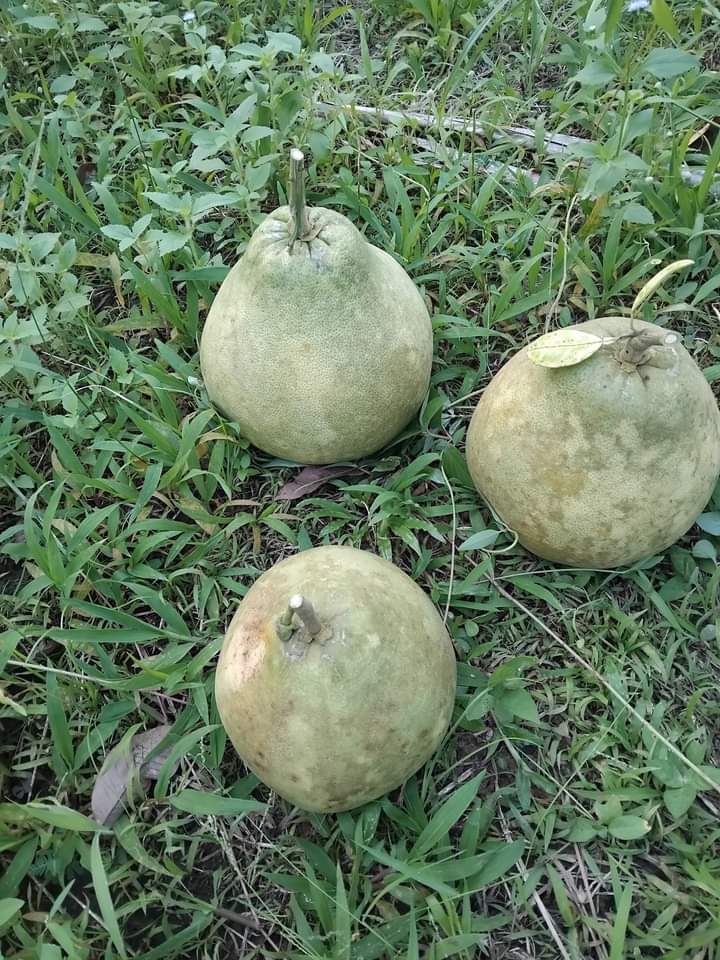hadyai46's tweet photo. ส้มโอจากสวนป้าขนาดพอๆกับนมป้าเลย 5555 #สวนป้าสุ #หาดใหญ่ #พัทลุง https://t.co/q0p80OYcps
