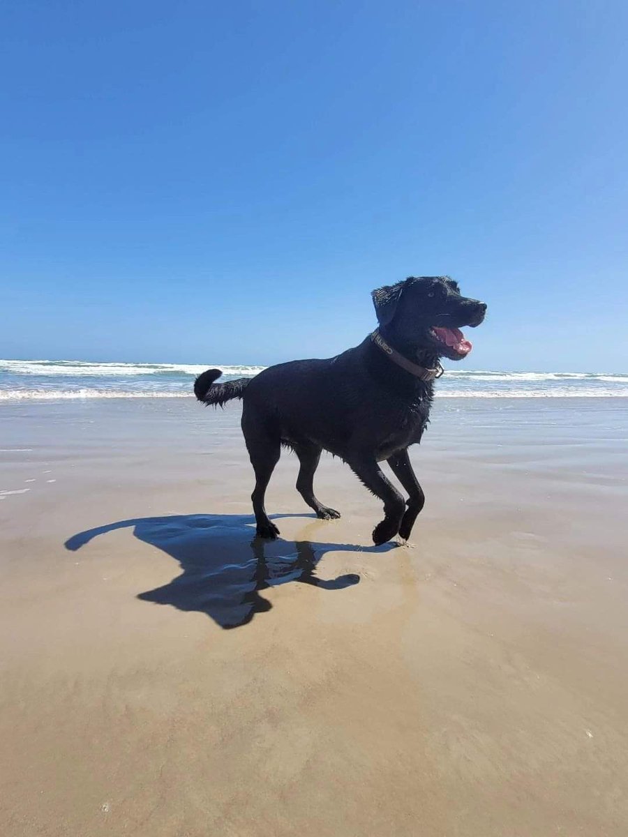 AquaDetection's tweet photo. K9 Jubel didn't let Groundhog Day predictions bother him at all! 🐾 He spotted his shadow but couldn't care less – he's too busy basking in the salty breeze and enjoying a well-deserved day off at the beach. 🌊☀️ #ChillinWithJubel #BeachDay #GroundhogDayVibes #detectiondog https://t.co/Uk55x9qTLf