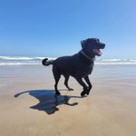 Photo by Aqua-Terra.Dog Canine Water Leak Detection (@AquaDetection)
