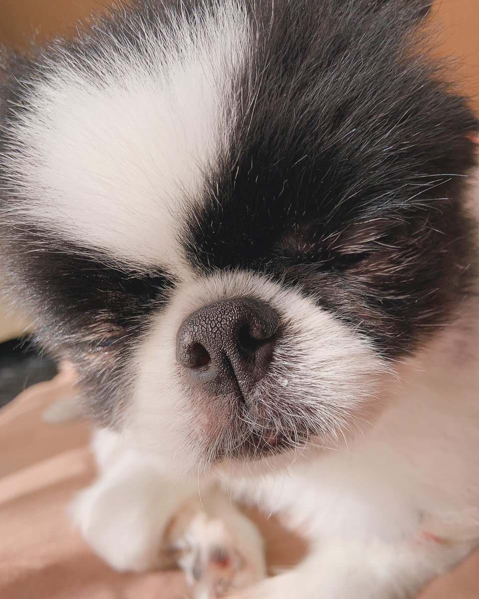 oden1739's tweet photo. 気持ち良くてネムネムでしゅ🐶🍢💤 https://t.co/4oE97Ps3m4