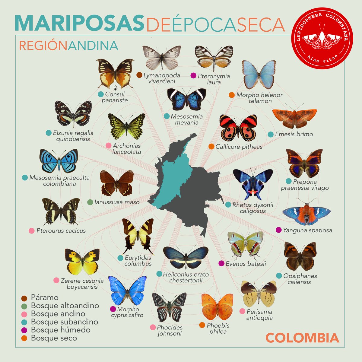 Los patrones del clima son determinantes para modelar la presencia de las especies en los ecosistemas. Estas son algunas especies de mariposas diurnas que se  pueden observar en  la región andina de Colombia durante la época seca #mariposas #butterlies #lepidopteracolombiana