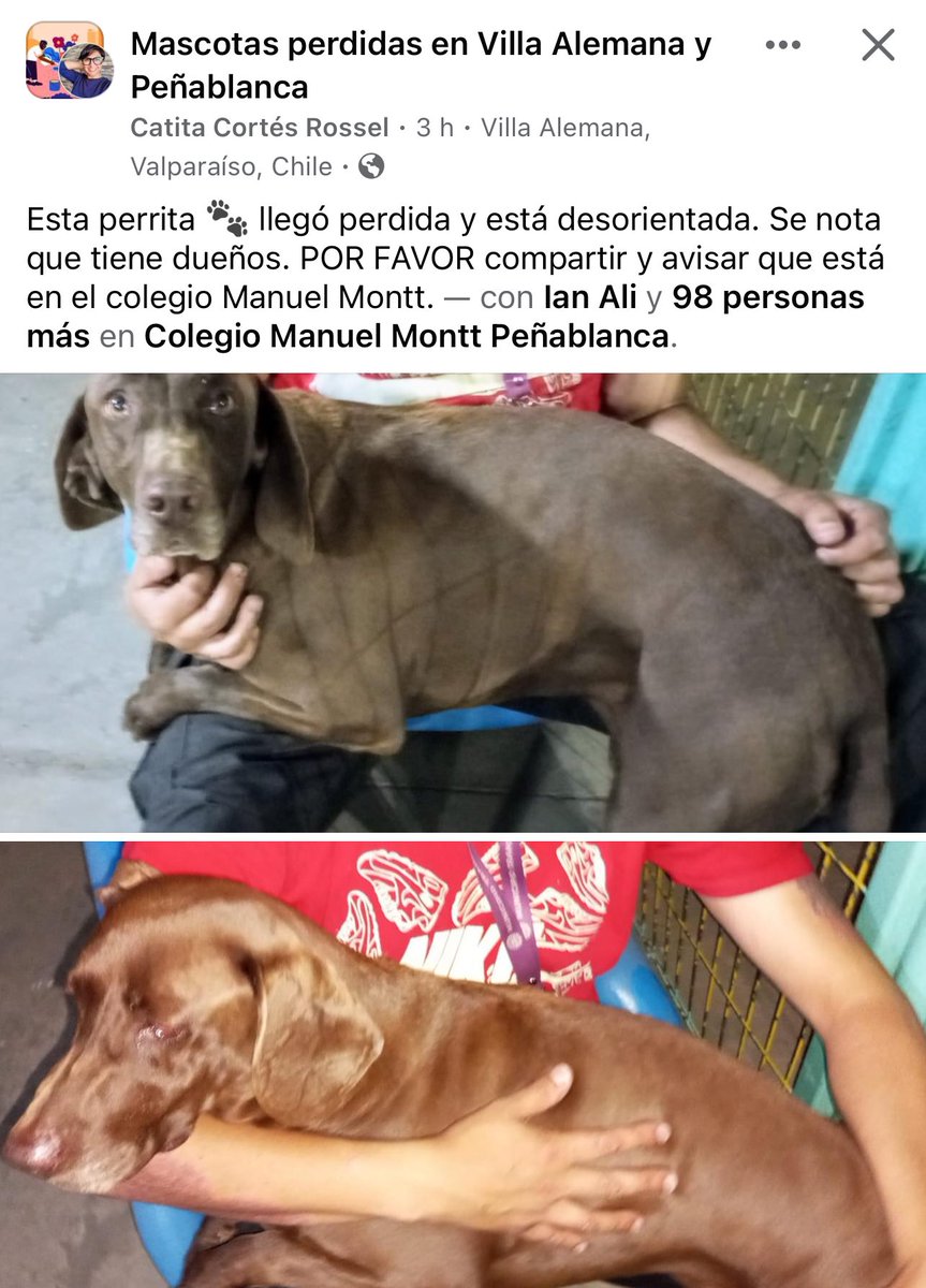 DesnaKrstulovic's tweet photo. Perrita encontrada por el incendio en #VillaAlemana #VinadelMar https://t.co/DvVtTHLwO9