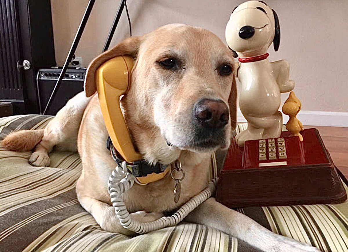 Hello, 911?  Mom says we’re out of cheese.