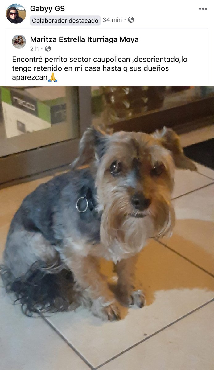 DesnaKrstulovic's tweet photo. Perrito encontrado en #VinadelMar por el incendio, sector Caupolican https://t.co/CiARH2CfX2