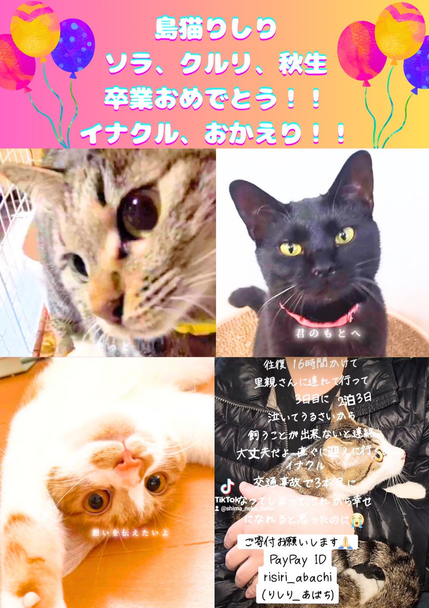 【島猫りしり　卒業おめでとう🎉】 ソラ🐾クルリ🐾秋生🐾 ずっとのおうちで幸せに過ごしてね🎊 イナクル🐾おかえり❣️ もうたくさん鳴いていいんだよ 利尻島でお友達と楽しく過ごしながら 今度こそ大切にしてくれる 里親さまを探そうね😢 【飼育放棄のない未来へ。】 #loveyouanyway_ #それでも好き_