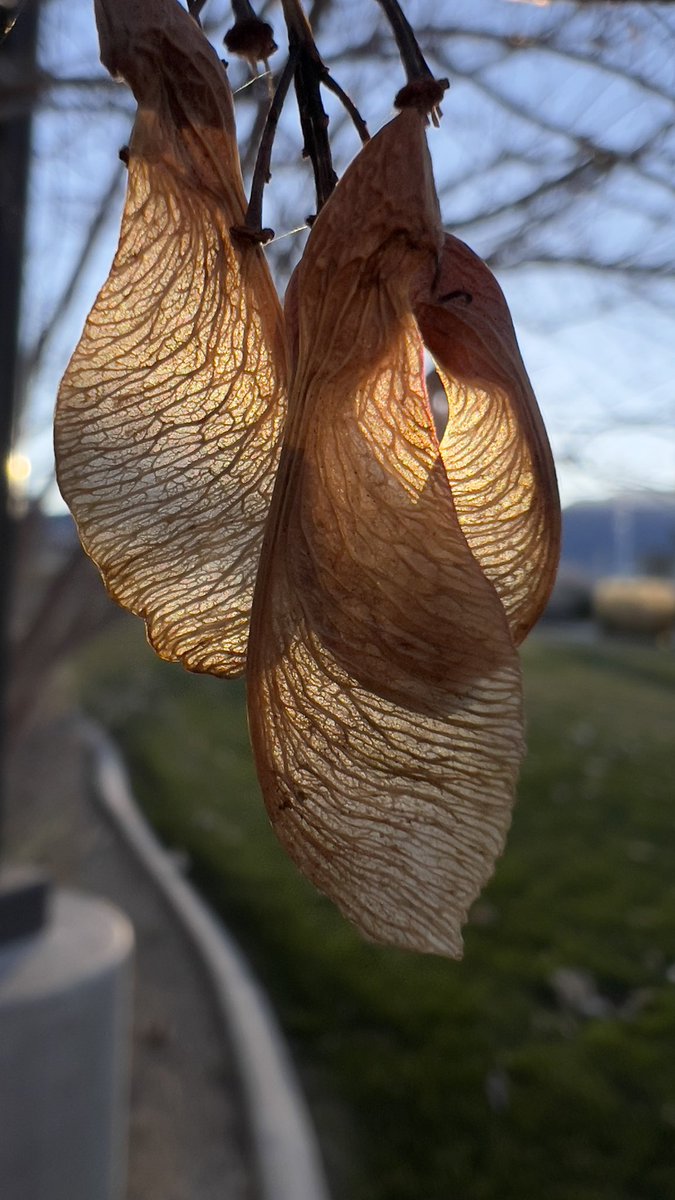 ElisabethFriday's tweet image. 📷 Photo of the Day 2/2/2024 🍁
Dive into the wonderful details of Maple seeds captured in today's photo. 🍂If you like this picture, please consider sharing it. Explore more at ElisabethFriday.redbubble.com. 🎨 #PhotoOfTheDay #MapleSeeds #NatureInDetail #VisualArtistry #DiscoverBeauty