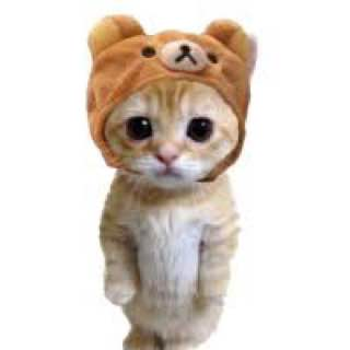 catwifhateth's tweet photo. What is cuter than a $catwifhat on your screen? https://t.co/gGhWM8Dg1h