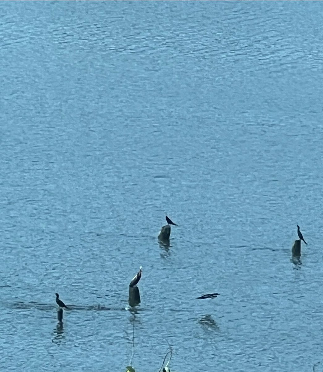 More effective than any zoom call !

Shot from our bedroom window @ DLF RIVERSIDE, Vytilla, Kochi.