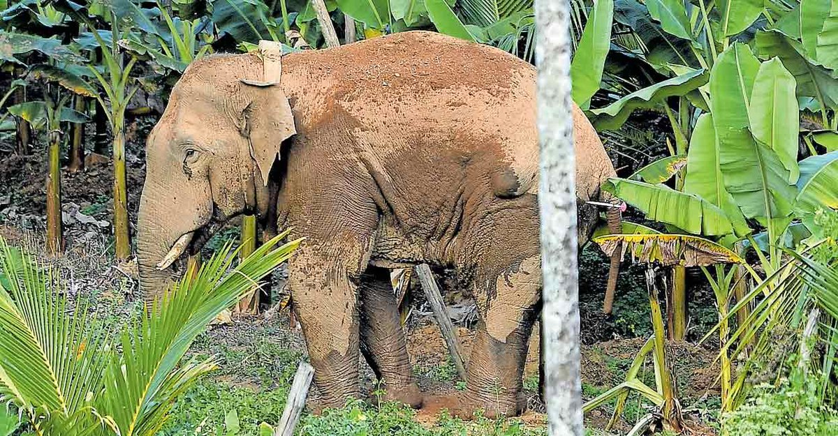 kimpuraan's tweet photo. You make him run under scorching sun for a whole day not allowing to drink water.
Then give Xylazine shot.
No cooling again..
3 tuskers push him to truck and let him die soon! 😪
#arshbharath #Kerala #elephants #conser https://t.co/tTLjCxu51i