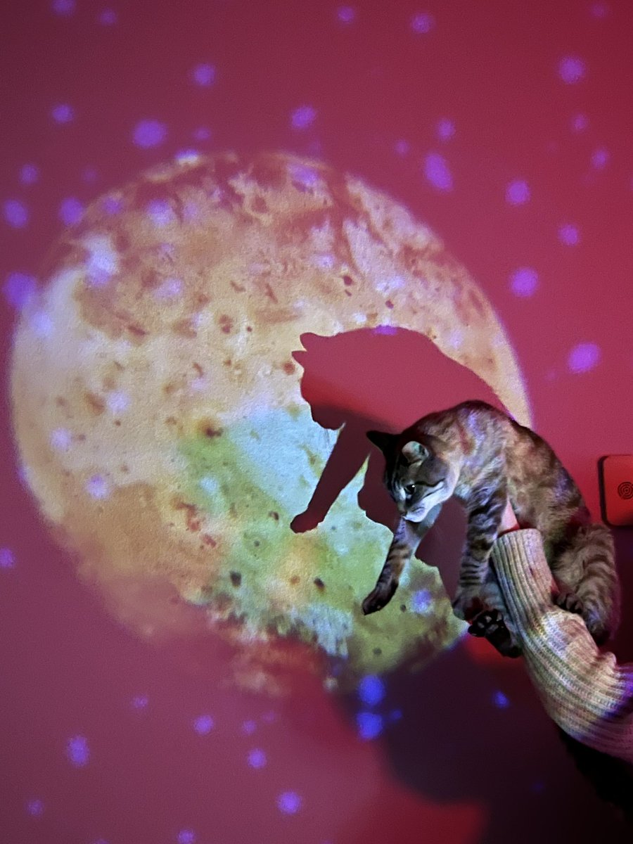 the great cat eclipse