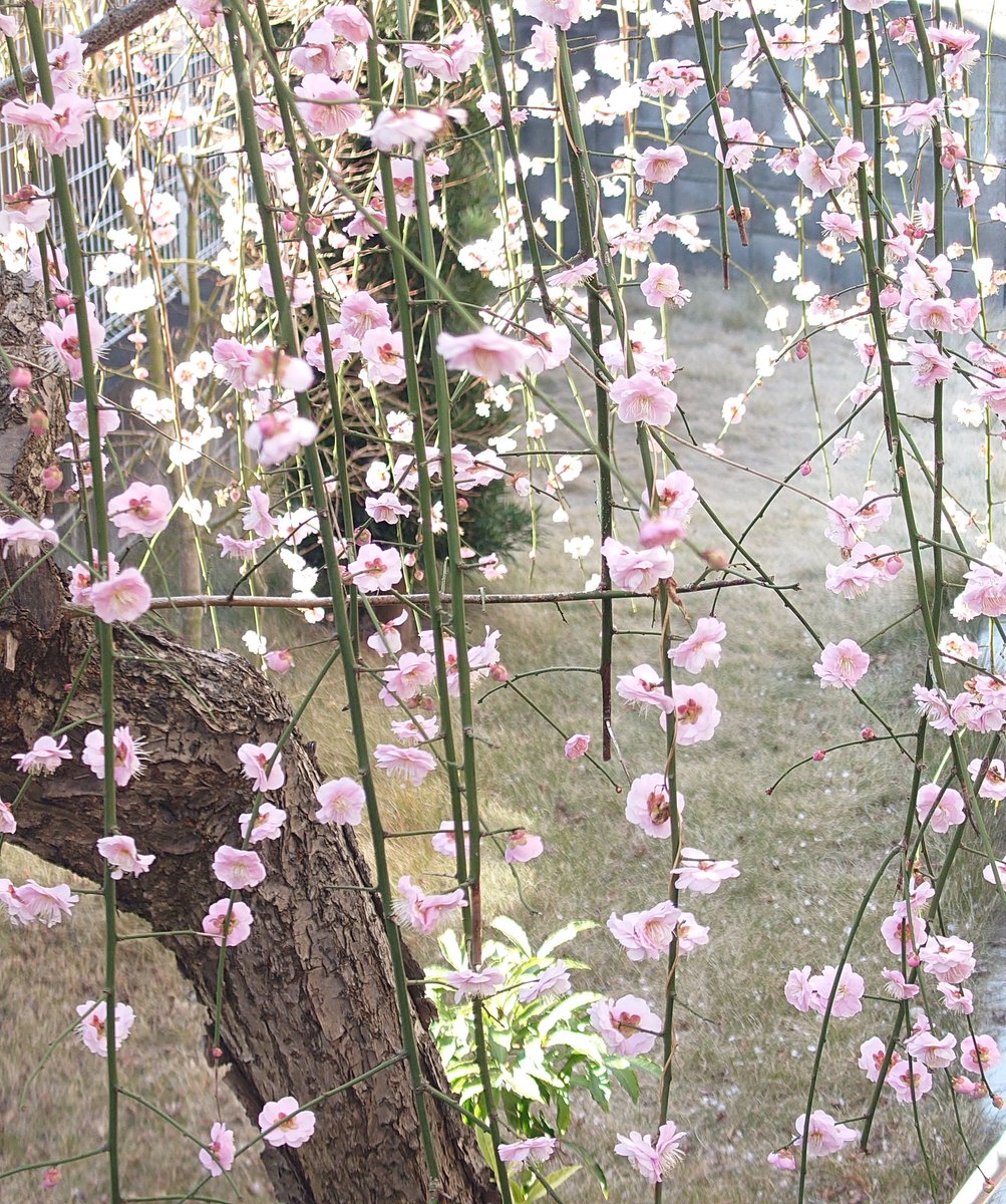 「今年も家の枝垂れ梅が満開を迎えました!!! 」|都南レオパルトのイラスト