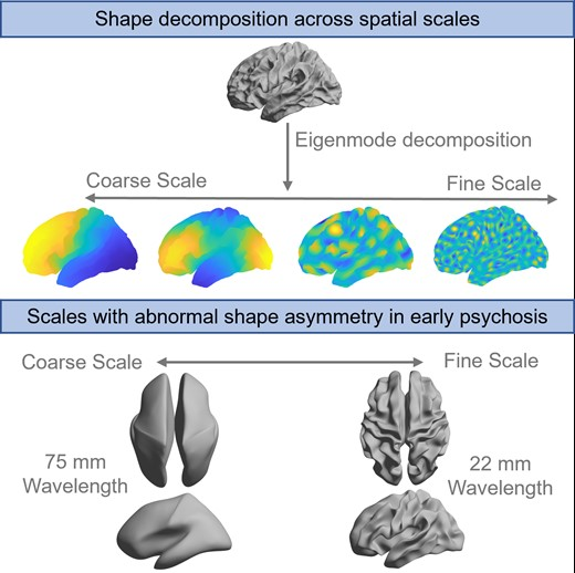 Neural Systems and Behaviour Lab (@nsb_lab) on Twitter photo What role does brain asymmetry have in early psychosis? And how can we capture this relationship across spatial scales?
Find out in our new work led by Yu-Chi Chen (<a href="/cyctbdbw/">Yu-Chi Chen</a>) with <a href="/Kevin_M_Aquino/">Kevin Aquino 🧠🔑</a> <a href="/AFornito/">Alex Fornito</a> <a href="/jchrispang/">James Pang</a> et al. out now in <a href="/braincomms/">@BrainComms</a>!! What role does brain asymmetry have in early psychosis? And how can we capture this relationship across spatial scales?
Find out in our new work led by Yu-Chi Chen (<a href="/cyctbdbw/">Yu-Chi Chen</a>) with <a href="/Kevin_M_Aquino/">Kevin Aquino 🧠🔑</a> <a href="/AFornito/">Alex Fornito</a> <a href="/jchrispang/">James Pang</a> et al. out now in <a href="/braincomms/">@BrainComms</a>!!