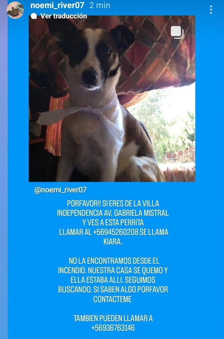 _ourhope_'s tweet image. Se perdió durante el incendio, por favor ayuden a difundir, cualquier info es valiosa

#IncendioForestal #VinadelMar #incendio