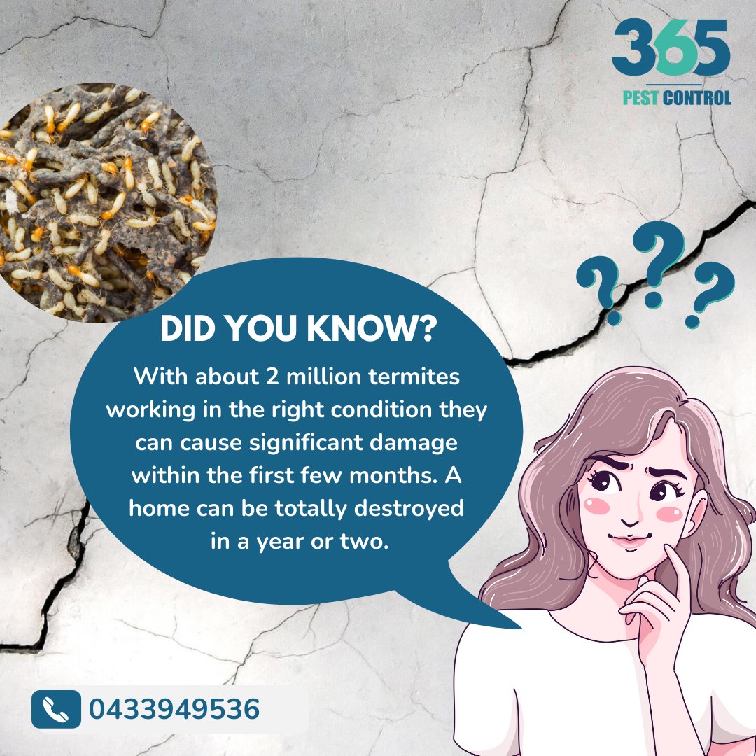 Book your Termite pest control services on 365 pest control

Call us today @ 0433949536

Visit us: 365pestcontrol.com.au/pest-solutions…

#pestcontrol #pestcontrolservice #pest #termitecontrol #pets #cat #pestmanagement #bedbugs #bugs #insects #termites #pests #rodentcontrol #pestcontrollife