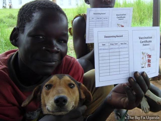 TeleMedrix's tweet photo. Despite post exposure prophylaxis being 100% effective only 2/10 dog bite victims access it.
And without prophylaxis there are high chances of death and prevention is key.
1. First get your dog vaccinated. https://t.co/SaXuDrhWjh