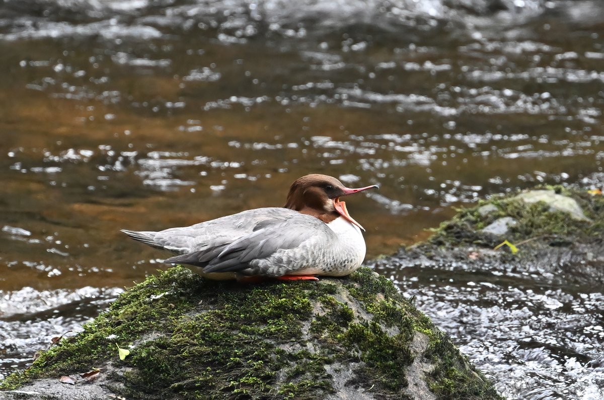 BillMoores3's tweet photo. amazing what a quick walk can deliver.

#BirdsOfTwitter #birdphotography #birds #TwitterNatureCommunity #TwitterNaturePhotography #nikonphotography #birdwatching #nikon
@thephotohour https://t.co/t3hg0aGgez