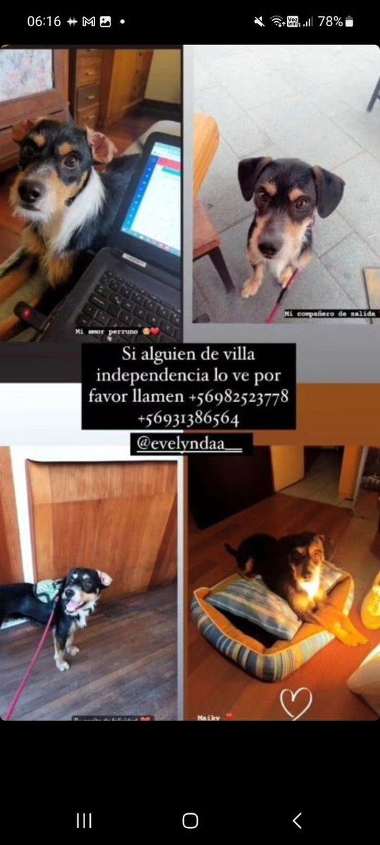 Vengo a difundir mascotas perdidas en El Olivar #incendioforestal #VinadelMar #Valparaiso #mascotasperdidas