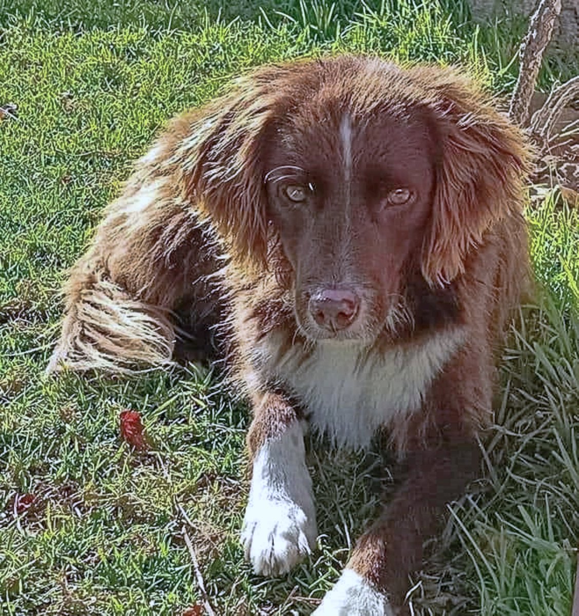 SosAbuelos1's tweet photo. #Huelva
#CHOPI ya no tiene un hogar. Su dueño enfermó gravemente y su vida feliz acabó a los 8 añitos...

Es buenísimo. Se ha criado con niños y gatos y tiene un carácter tranquilo y obediente.
No diremos lo precioso que es, porque está a la vista... Es muy inteligente y sabe pasear tranquilamente con correa.

Puede viajar.
Si te has enamorado de Chopi:
672 77 10 11 // adopciones.huellas.serranas@gmail.com