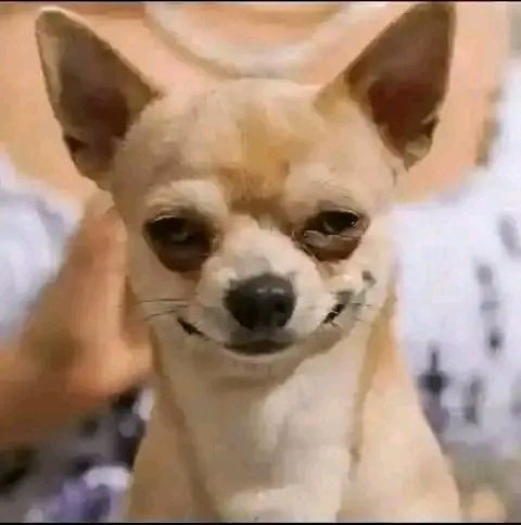 chyma_ferdinand's tweet photo. @DanielRegha Reporting this niggas account isn't a bad idea tho https://t.co/PsmBGOdJeC