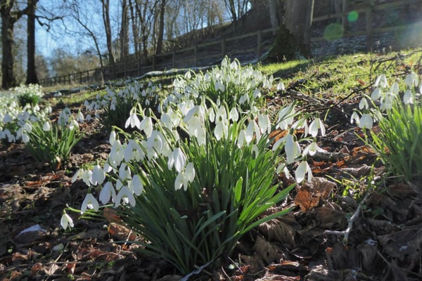 Hospice UK (@hospiceuk) on Twitter photo Let your mood be lifted by the humble snowdrop - pay a visit to your local <a href="/NGSOpenGardens/">National Garden Scheme</a> πΌ
#Snowdrops are a sign of hope: that the dark winter days are drawing to a close.
Find your nearest garden and help support charities like Hospice UK π ow.ly/E5GW50Qxmva Let your mood be lifted by the humble snowdrop - pay a visit to your local <a href="/NGSOpenGardens/">National Garden Scheme</a> πΌ
#Snowdrops are a sign of hope: that the dark winter days are drawing to a close.
Find your nearest garden and help support charities like Hospice UK π ow.ly/E5GW50Qxmva