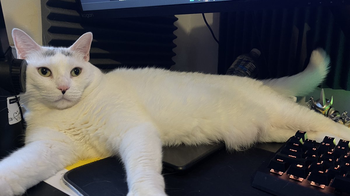 ProfSoru's tweet image. Spencer has taken his place for stream (and has currently taken my arm hostage) 
We're still gonna play, it's what makes it fun!
Overwatch today, maybe some puzzling later

ttv/profsoru