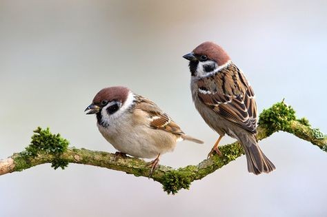 (عَنِ النَّبِيِّ صَلَّى اللَّهُ عَلَيْهِ وَسَلَّمَ قَالَ :    لَيْسَ الْوَاصِلُ بِالْمُكَافِئِ ، وَلَكِنِ الْوَاصِلُ الَّذِي إِذَا قُطِعَتْ رَحِمُهُ وَصَلَهَا    .)