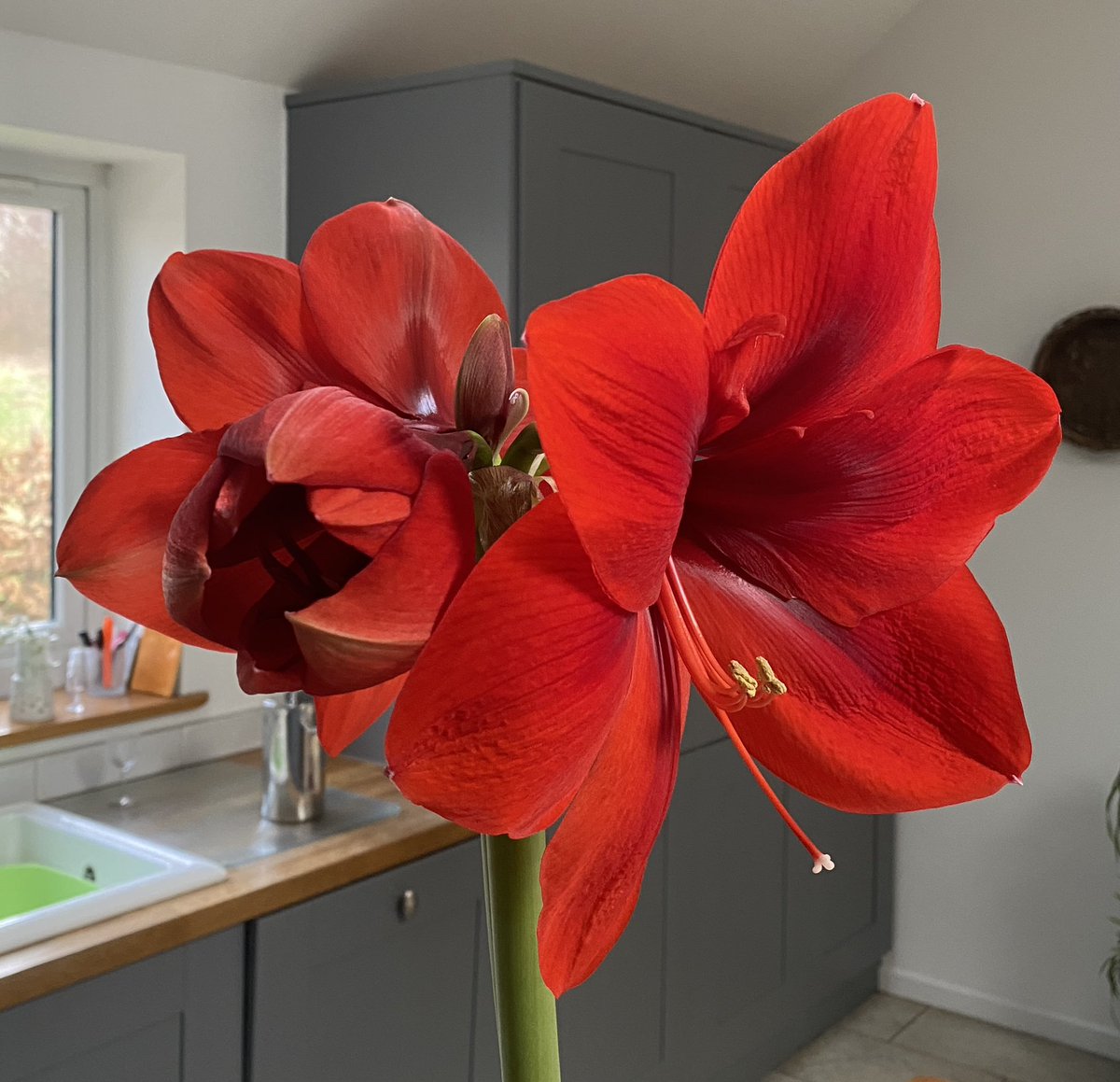 Look at the size of these blooms! It’s so easy to grow these @taylorsbulbs Hippeastrum ( aka Amaryllis). Pop this in your diary as a fab gift to give next Christmas!