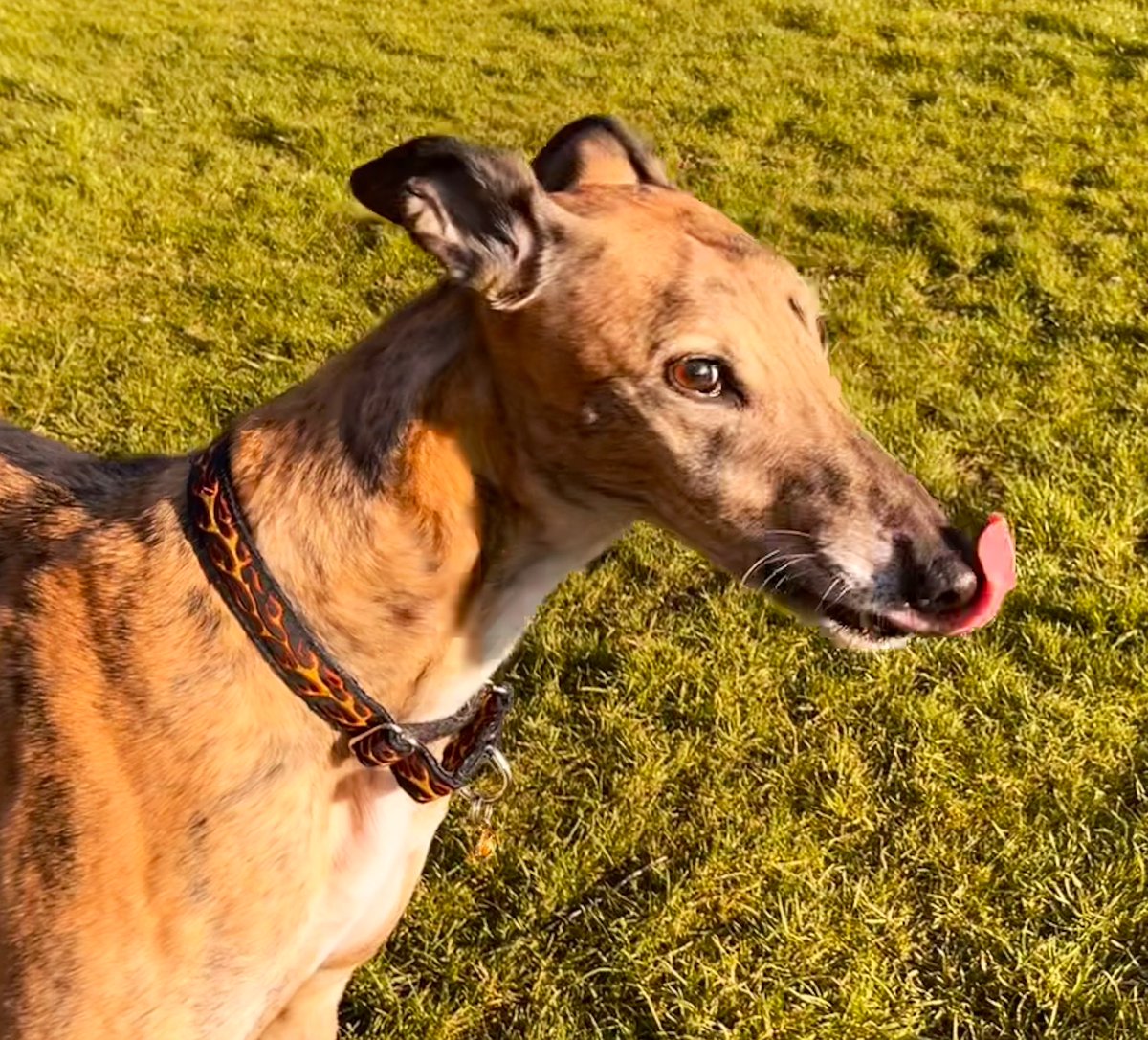 BonesNorah's tweet image. Does this look like the face of a greyhound who has vaulted three wheelie bins, chased a pheasant, eaten horse shite &amp;amp; been caught licking a tiny graze on their knee; thus necessitating a full wound flush &amp;amp; sterile dressing so is now limping dramatically in protest? #methodactor