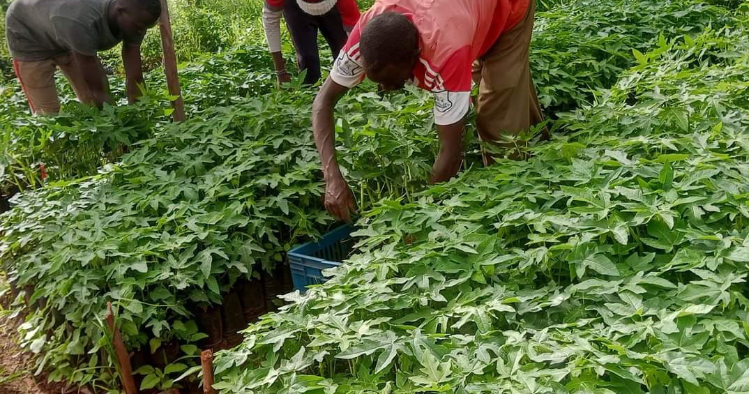 agrealafrica's tweet photo. Are you frustrated with your pawpaw harvest this season? Unleash the potential of your crops with the cutting-edge Malkia F1 seedlings. ๐ Elevate your cultivation skills to new levels and establish yourself as an industry pioneer. #PawpawRevolution #GrowingWithFarmers https://t.co/uvRXkCYs55