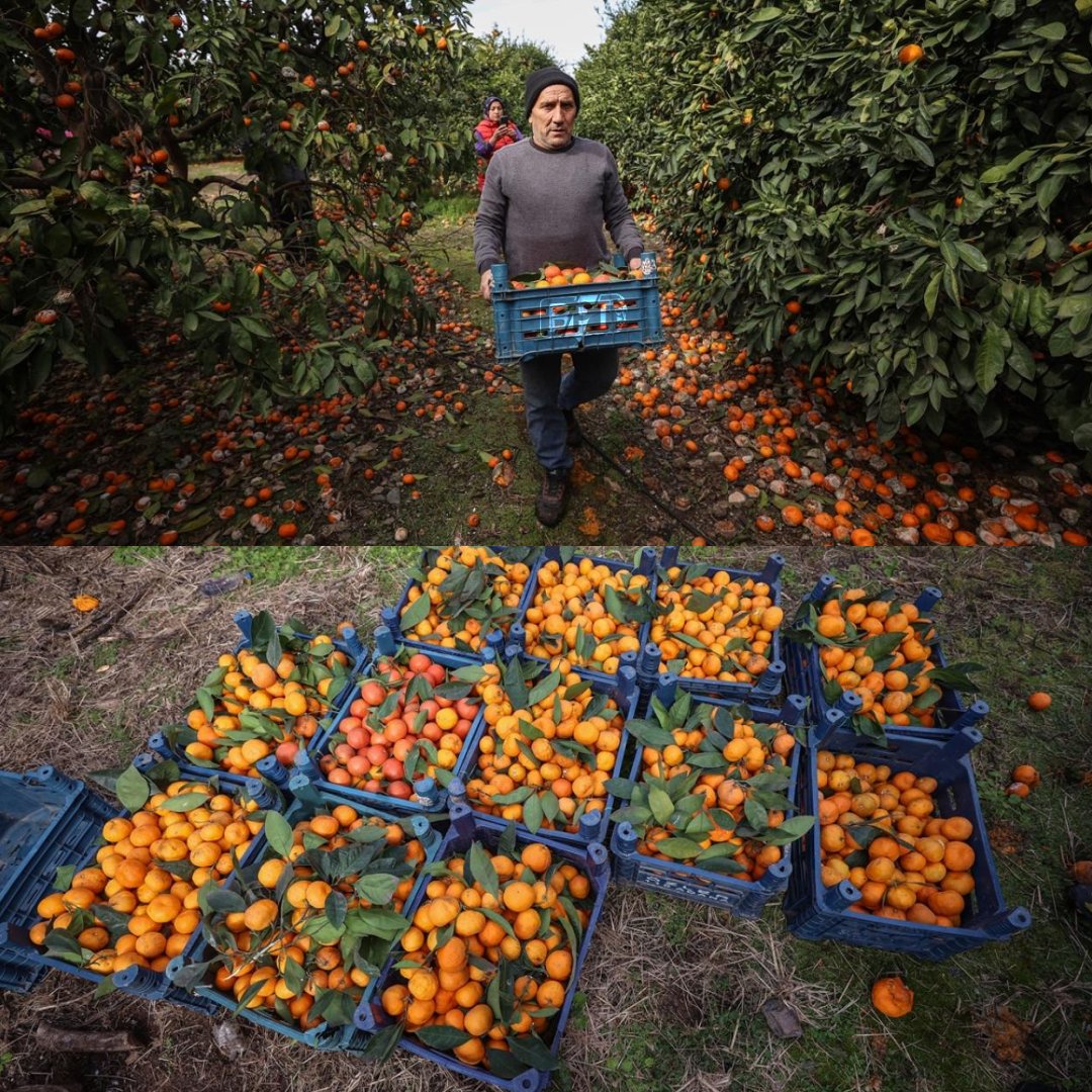 ♥️ Hatay'da gönüllüler grubu TÜMYAD (@tumyad4), hasat edilemeyen meyveleri, aylardır yürüttüğü projeyle dalında satın alıp depremzedelere dağıtıyor.