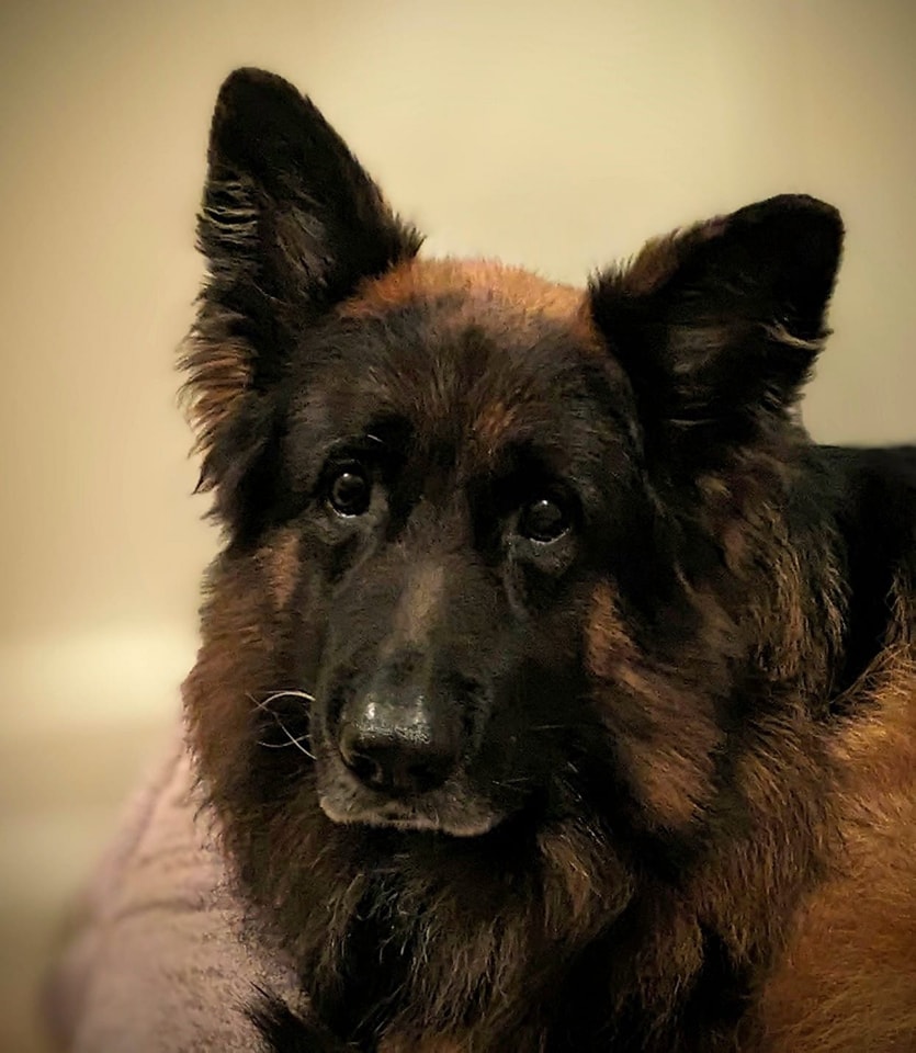 Please retweet to help FIND A SPECIAL HOME FOR RICO #MOLD #WALES  #UK - within 60 miles
🔷EMERGENCY FOSTER HOME NEEDED🔷 - also for other dogs
 'Foster or adopter needed for Rico in the next 6 weeks we don't want this boy coming into kennels Rico is 8 years old and in the early