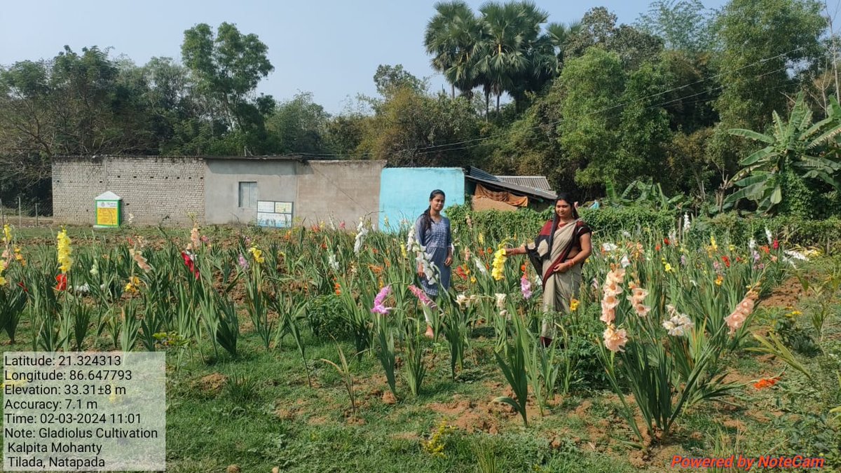 Kalpita Mohanty from Soro block, Balasore, blooms success with Gladioli cultivation! Proud beneficiary of Floriculture Mission under the state plan 2023-24, empowering women in agriculture.  Kudos to her entrepreneurial spirit in Women SHG development!
