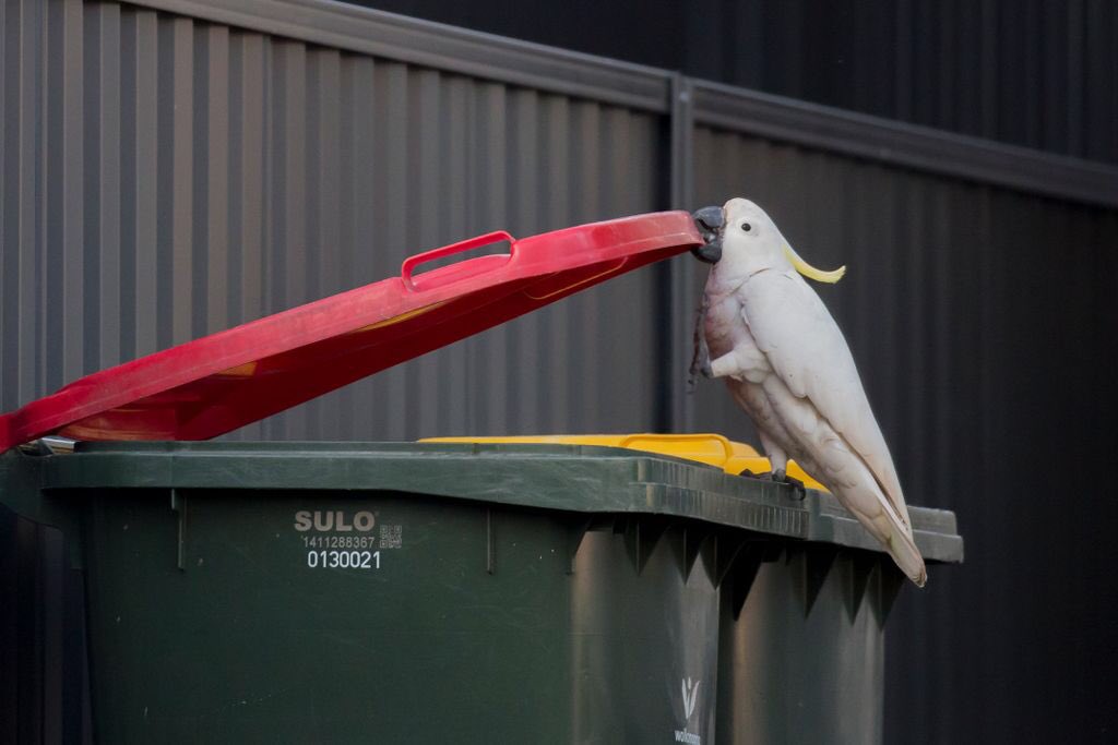 It’s time for our annual cockatoo bin-opening census! If you live in Australia (whether you've seen it or not), please fill in our survey at clevercockies.com/annual-bin-ope… Your reports help us to continue tracking this fascinating urban innovation @Wingtags @BigCityBirds1