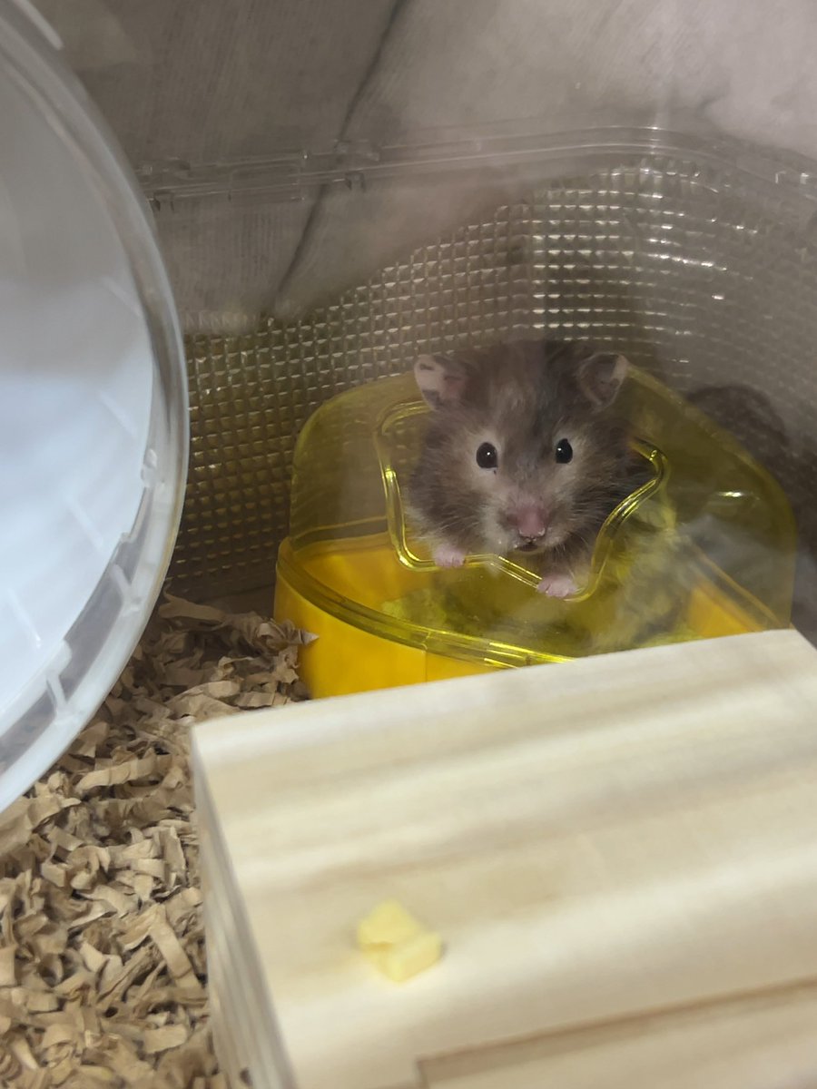 ぽてちゃん1年11ヶ月のお誕生日です🎂
いつもみんなを癒してくれてありがとう🤍長生きしてね🐹
#ハムスター #ハムスターのいる暮らし 
#ハムスターのいる生活 #お誕生日おめでとう