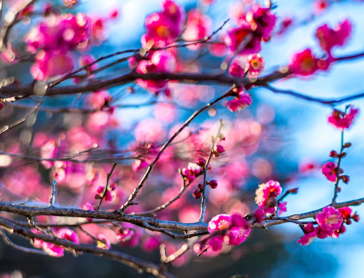 katt87's tweet image. #梅 #85mm #Leicam #typ240 
Contax Carl Zeiss Planar 85mm T* F1.4 AEG (1975)