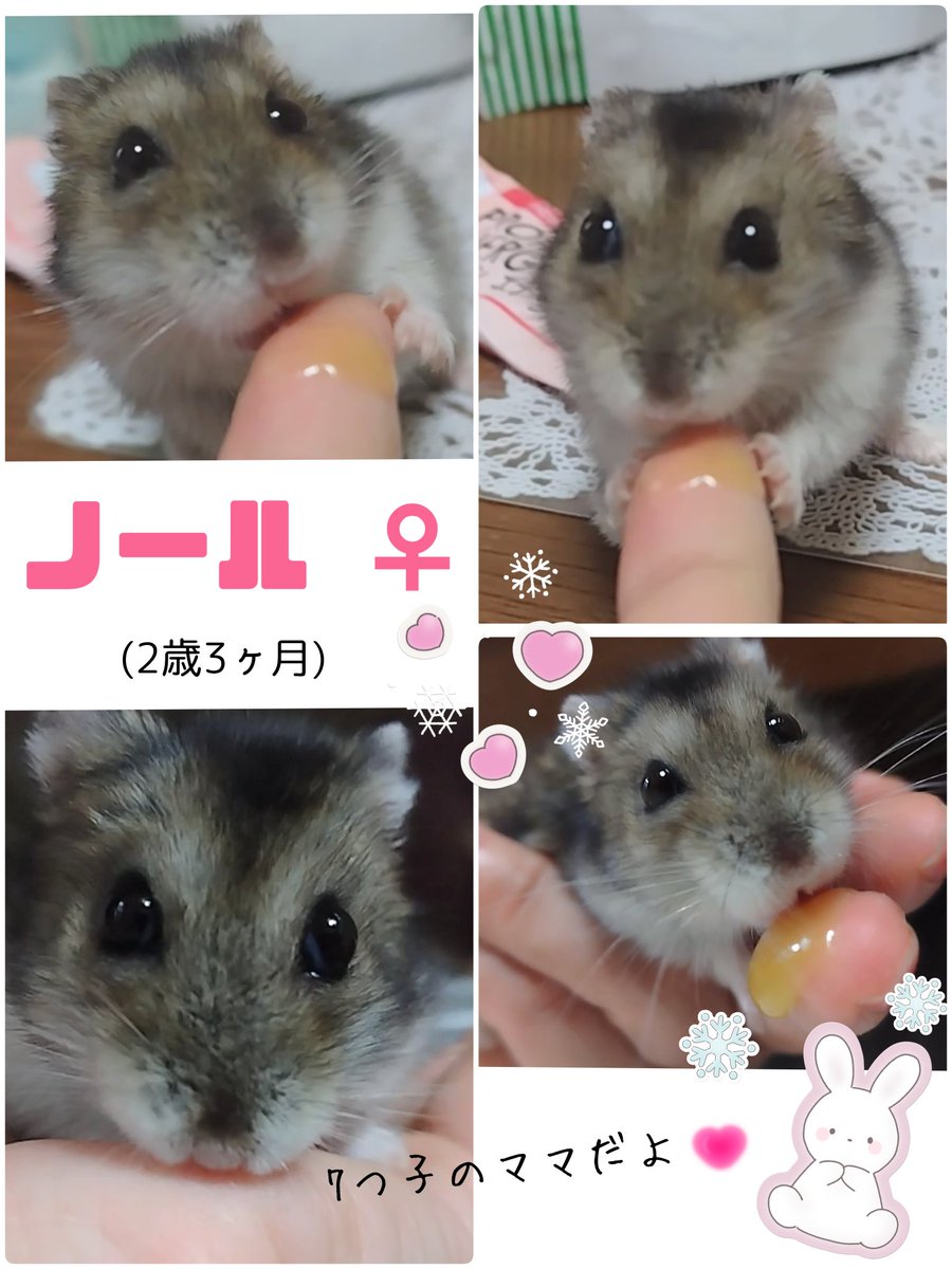 mu_naaa's tweet photo. 頑張って生きてくれてる
naaaハム♡家を年長さんから順番にご紹介︎💕

現在6ハムﾁｬﾝ🐹
元気にくらしています(*´ `*)

いつも応援ｺﾒﾝﾄをありがとうございます🩷⟡.·

#ハムスターのいる暮らし
#ノール♀
#ペルル♂
#ちょこ♀ https://t.co/KDlUT8S9j6