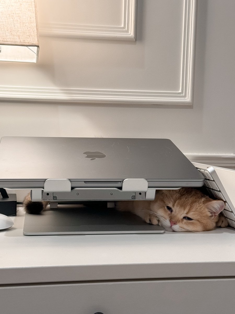 FlukeNatouch's tweet photo. ฝากเอ็นดูเด็กๆ ด้วยนะค้าบบ 🤣🐱 #เจ้าแก้มก้อน https://t.co/h7U399pItb