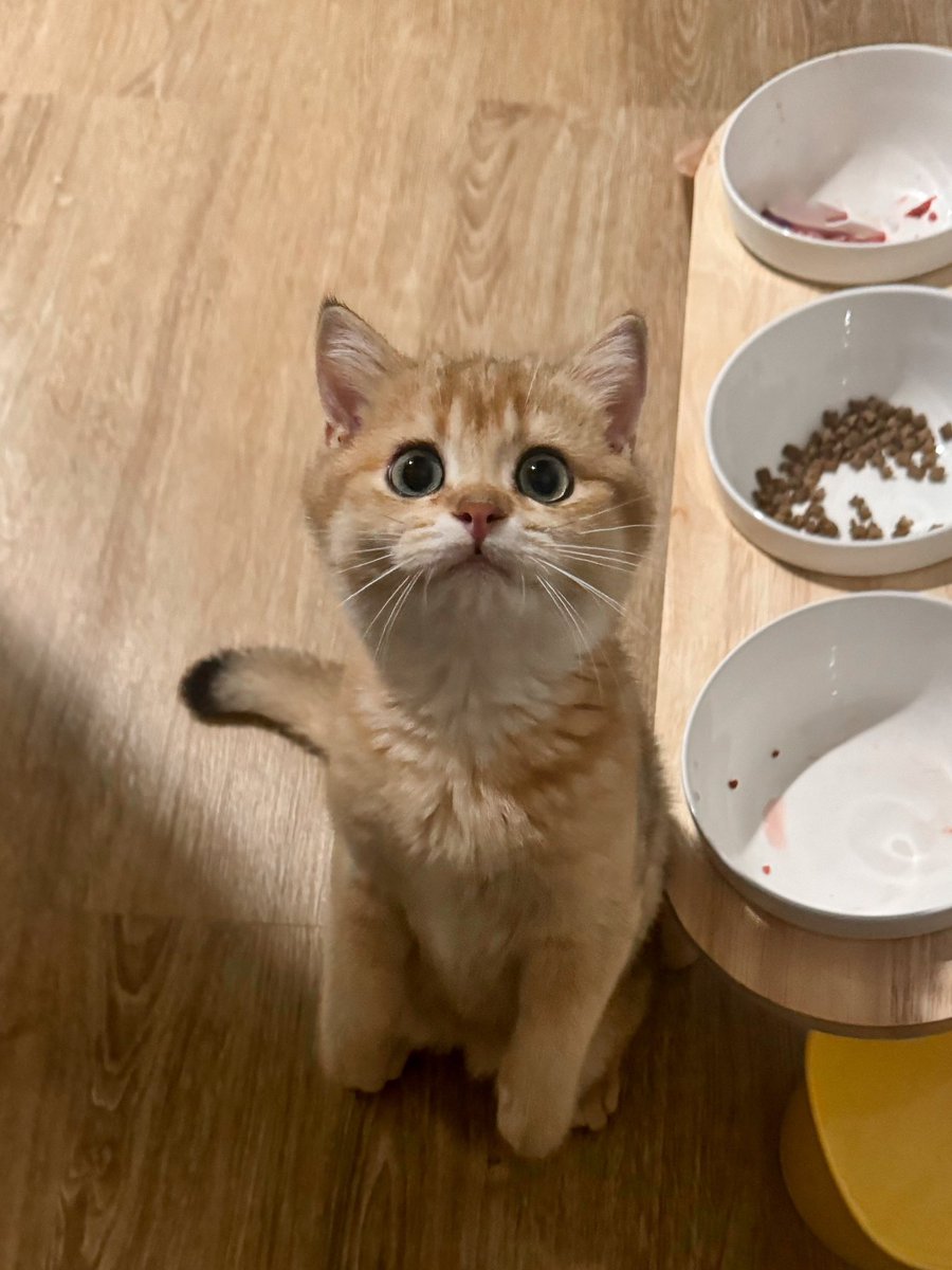 FlukeNatouch's tweet photo. ฝากเอ็นดูเด็กๆ ด้วยนะค้าบบ 🤣🐱 #เจ้าแก้มก้อน https://t.co/h7U399pItb