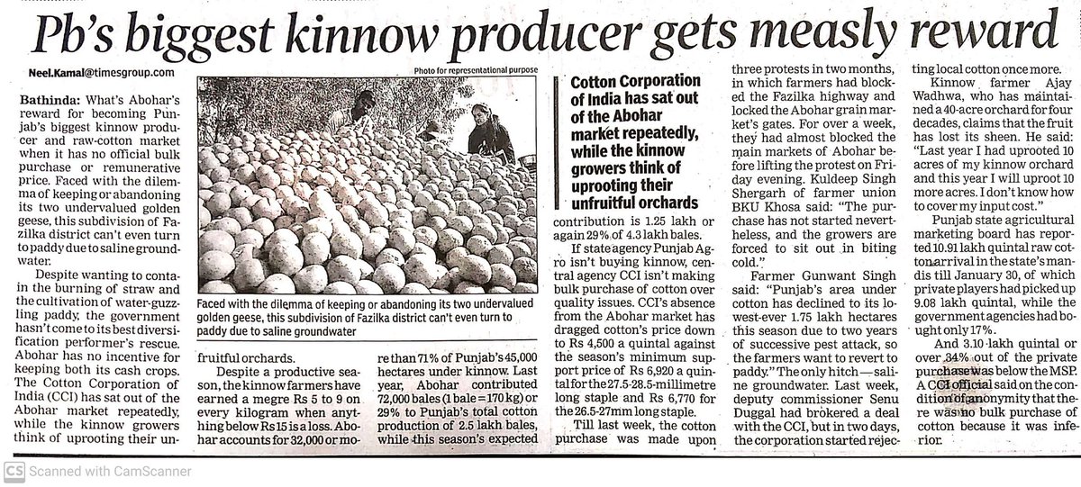 NeelkamalPb's tweet photo. #Abohar #Punjab is biggest producer of #Kinnows which even exported to various countries, its biggest mkt for raw #Cotton in Punjab yet both growers of Kinnows &amp;Cotton at receiving end for not getting adequate price, cotton being sold much below MSP nd Kinnow at throwaway price https://t.co/7hxxo7eV5i