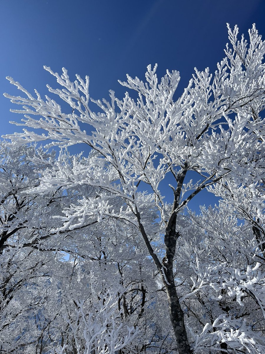 nanatadeko's tweet photo. 青天の銀杏峰🏔️最高だった https://t.co/K57pga4E5C