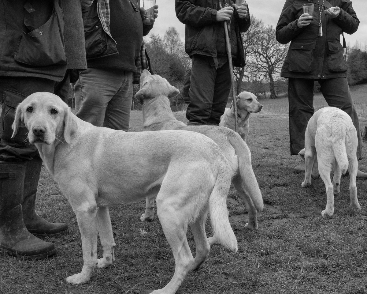 lurcherwork's tweet photo. #beatersday #gameshooting #pheasantshooting #gundog #huntingphotography #tweetthebeat https://t.co/koF8MC9cY6