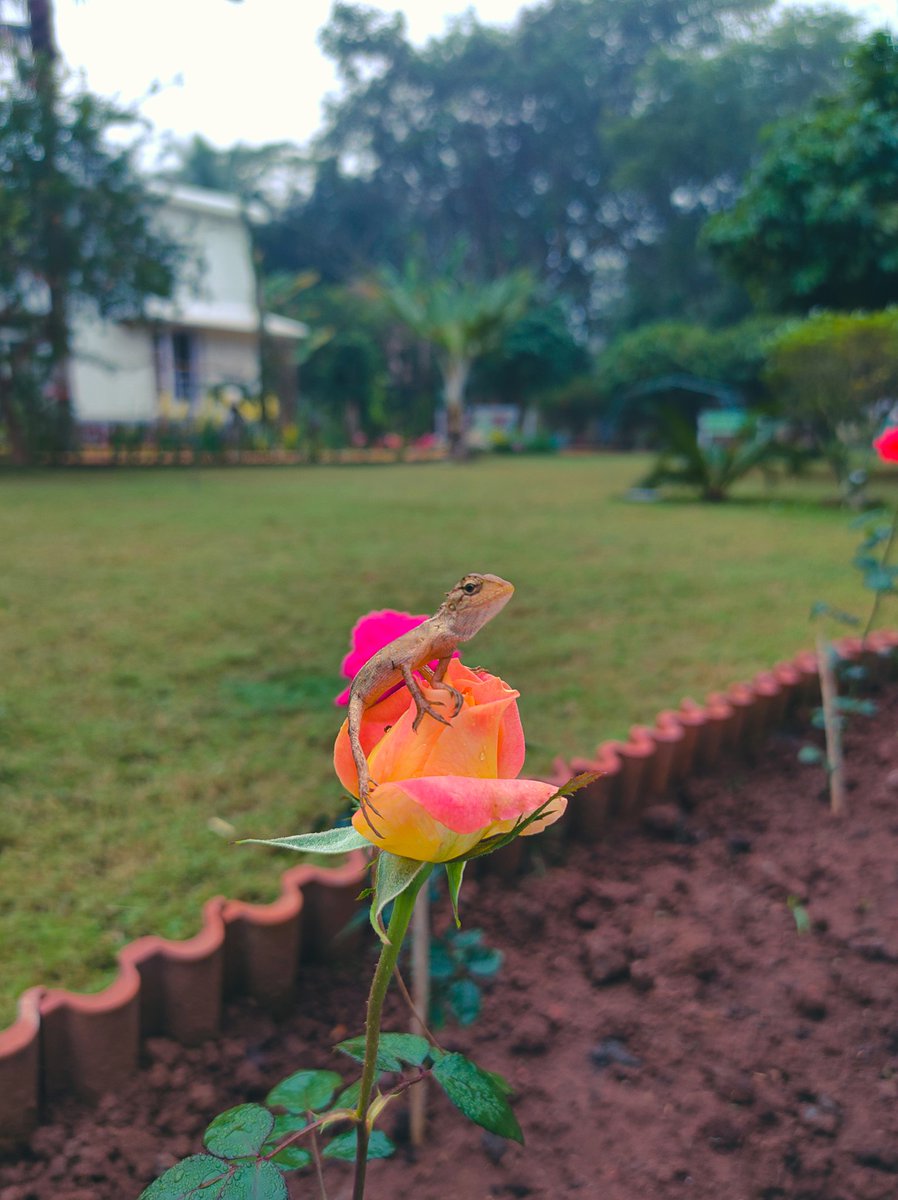 Nature's living art ✨
#morningvibes #nature #bhubaneswarbuzz