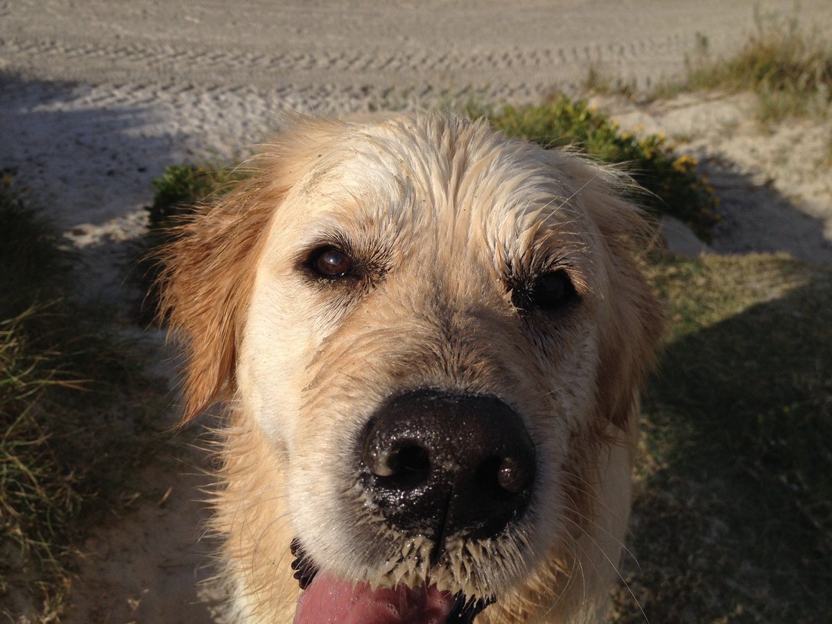 Trix (@mstrixter) on Twitter photo Why did I not know this??? 😲
Happy Golden Retriever Day, <a href="/MissBaileyWoof/">Mister Bailey OAM</a>!
“H” sends a big woof in your direction. Why did I not know this??? 😲
Happy Golden Retriever Day, <a href="/MissBaileyWoof/">Mister Bailey OAM</a>!
“H” sends a big woof in your direction.