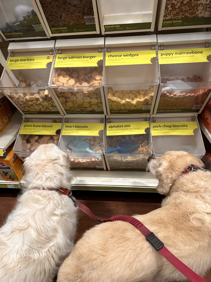 Just 2 GRs enjoying their day. 

 #nationalgoldenretrieverday