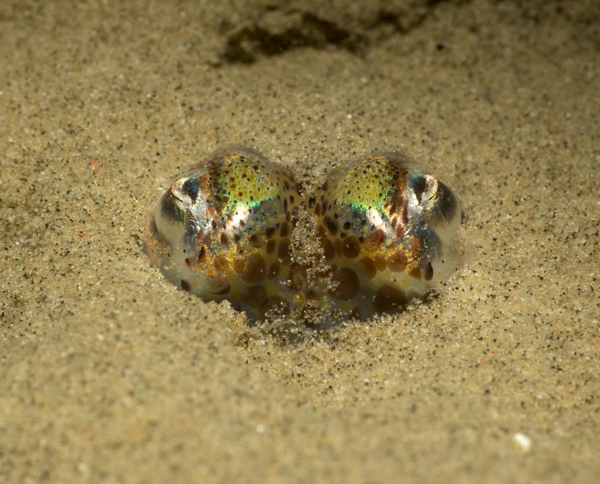 Gorgeous Bobtail Squid from last nights dive in Weymouth #weymouth #dorset #bobtailsquid #squid #nightdiving #winterdiving #cephalopod #cephalopods ⁦@cephcitscience⁩